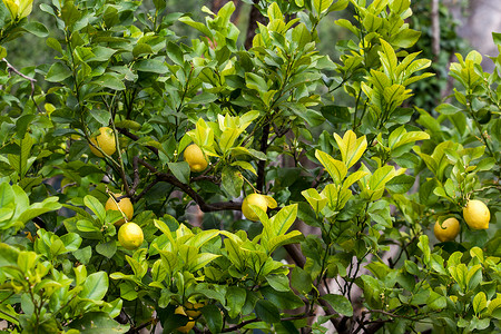 柠檬树一连串熟柠檬背景图片