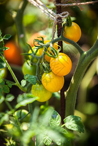 在阳光明媚的白天在花园床上生长的黄色西红柿近距离拍摄图片