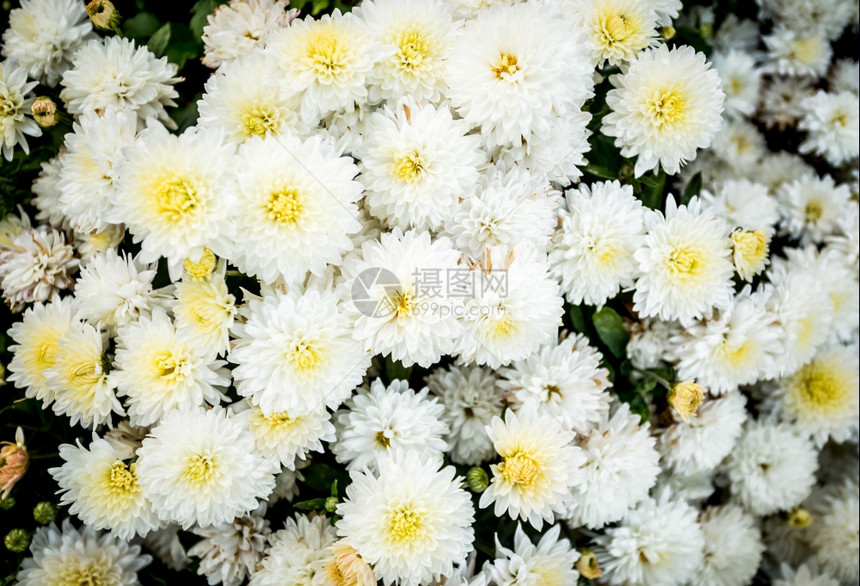 白色菊花盆的近照图片