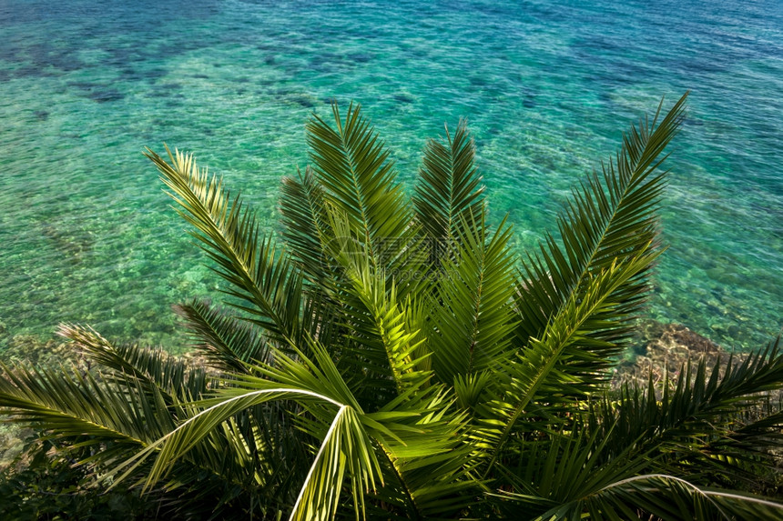 绿棕榈树上美丽的风景以绿海水在中生长图片