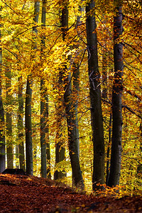 美丽宁静的公园以秋色叶子覆盖通道图片