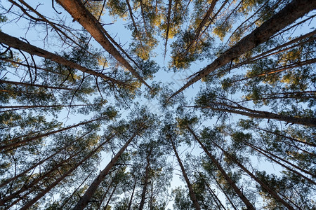 森林中fir树顶部的向上视图图片