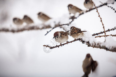 在雪天坐树枝上的麻雀冬拍高清图片