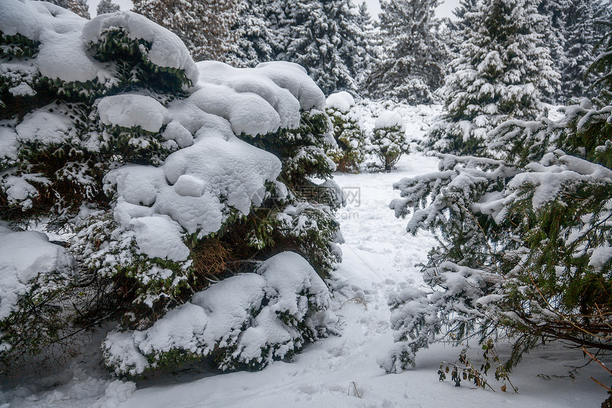 冬季树木上厚厚的积雪图片