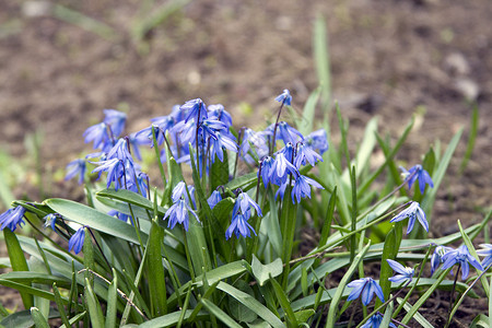 美丽的花朵蓝铃或Scylla在草原上生长背景图片