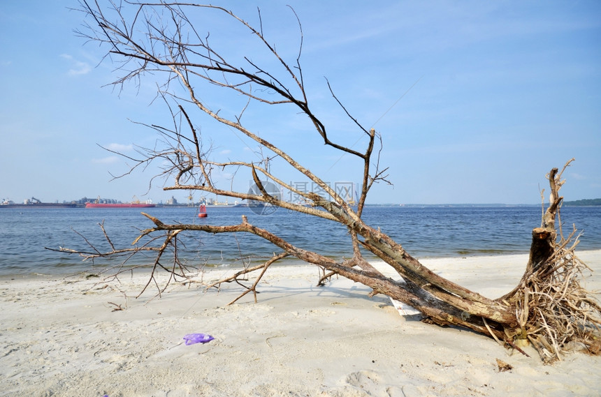 一棵倒在新加坡海滩上的树一棵倒在沙滩上的树一棵倒在地上树倒在地上图片