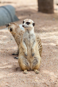 猫鼬Suricate或Meerkat苏里卡塔背景