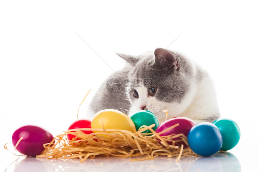 小猫和彩色的复活节鸡蛋图片