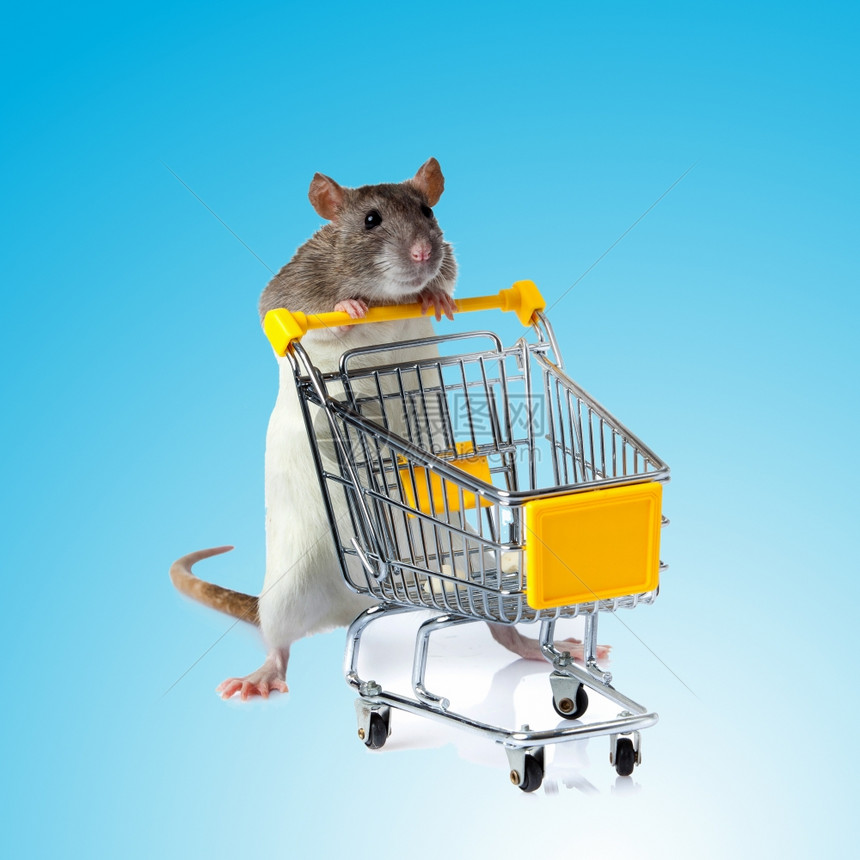 蓝背景的老鼠宠物店概念老鼠和篮子图片