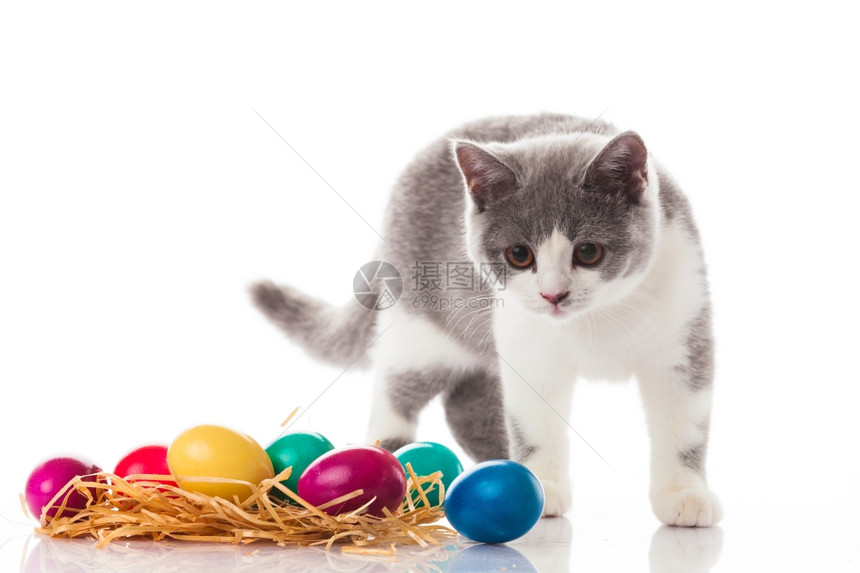 小猫和彩色的复活节鸡蛋图片