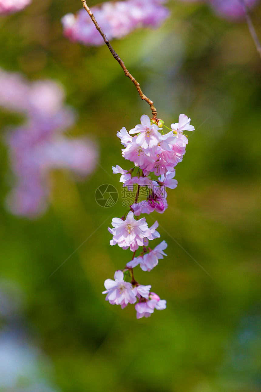 粉红樱花朵开图片