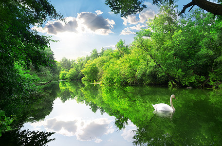 夏天的森林里白鹅在河上背景图片