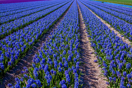 美丽的荷兰hyacinth田地春花图片