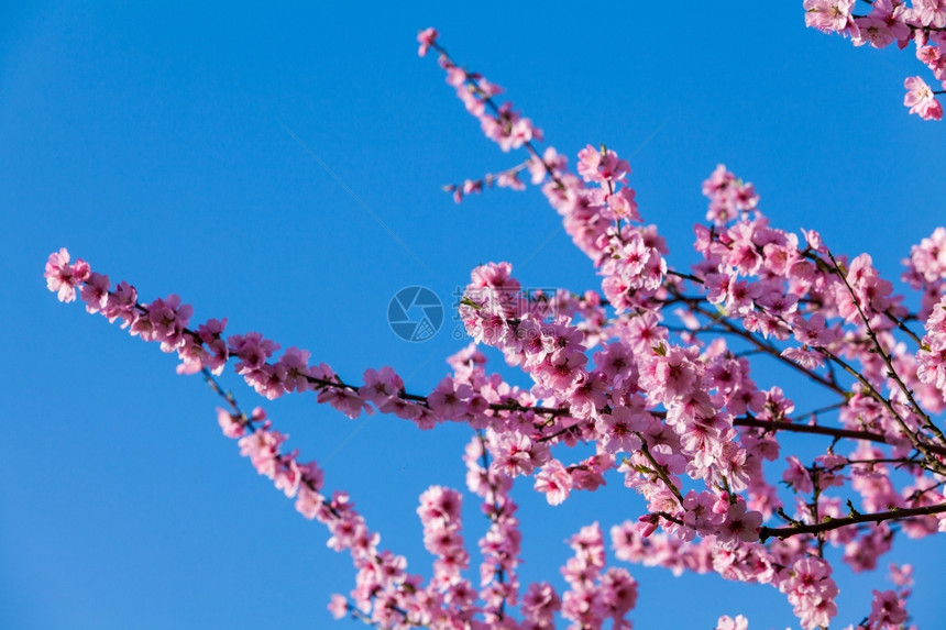 粉红色花朵图片