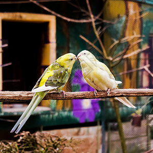 两只鸟亲吻两只小鹦鹉在树上亲吻背景