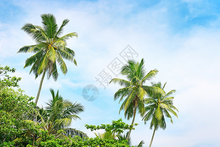 高支高密蓝天背景上的高棕榈背景