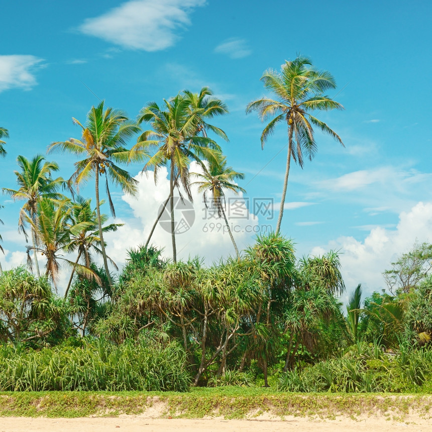 沙岸上的椰子棕榈图片
