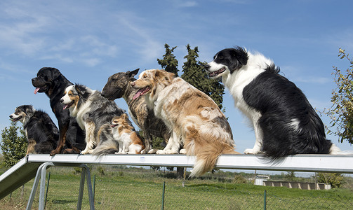 一群狗在训练时是敏捷的背景