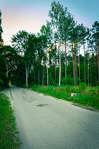 风景夏季绿林的乡村沥青路图片