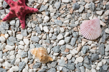 由多彩的卵石海壳和星覆盖的岸纹理白色高清图片素材