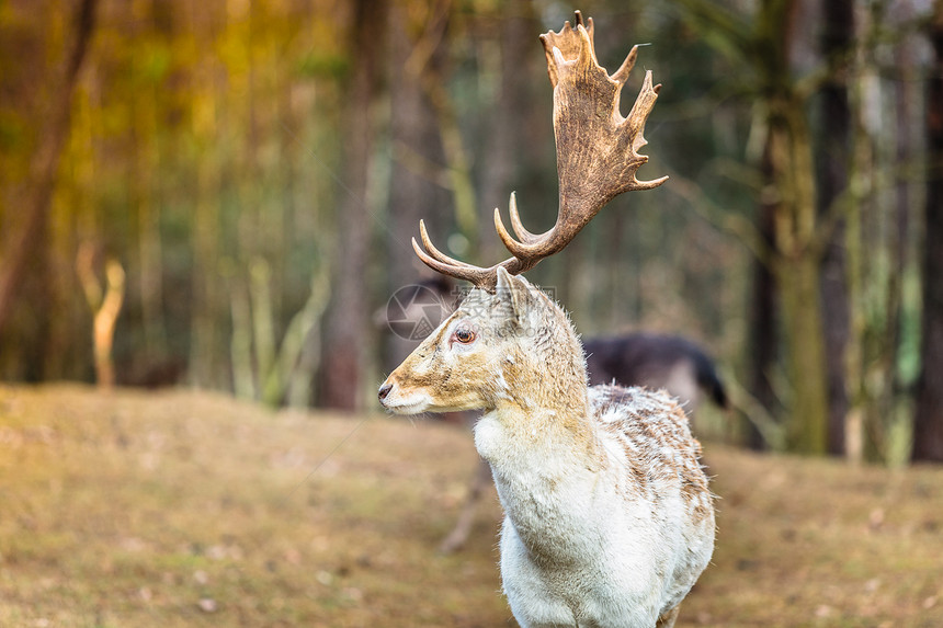 森林里的年轻雄鹿大自然中的动物美图片