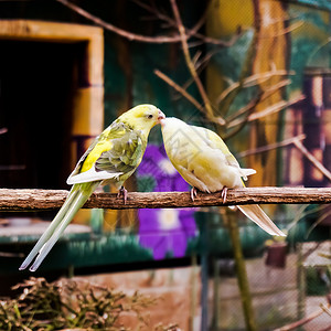 两只鸟亲吻两只小鹦鹉在树上亲吻背景