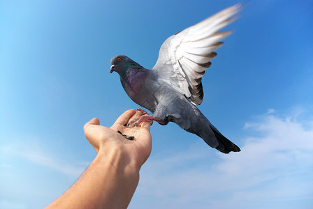 人张翅膀素材鸽子在手边设计的要素背景