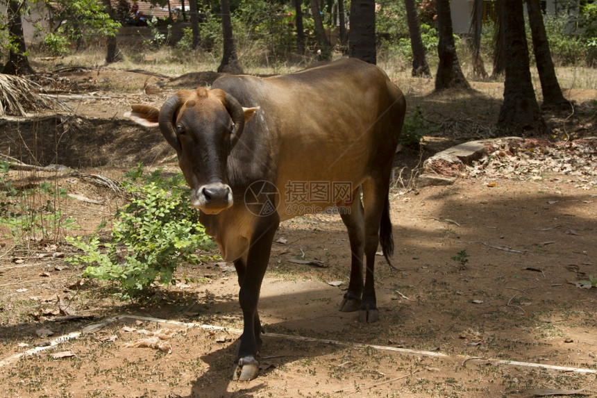 棕牛躺在地上印度果阿图片