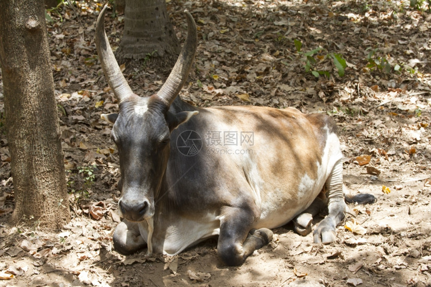 棕牛躺在地上印度果阿图片