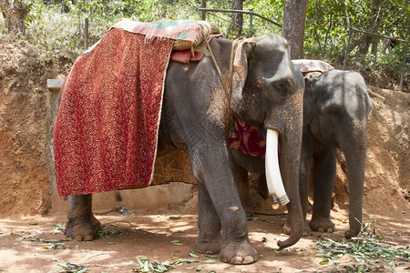 两只美丽的印度大象要花的座位乘客要坐等人两只美丽的印度大象要花的座位乘客要等人背景图片