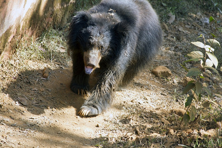 熊苷果印度喜马拉雅熊在一条轨道上的动物园中运行印度果阿喜马拉雅熊在一条轨道上的动物园中运行印度果阿岛背景