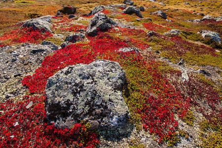 挪威高原植物背景GamleStrynefjellsvegen图片