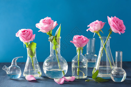 瓶中的玫瑰紫蓝色化学火瓶中的粉红玫瑰花背景