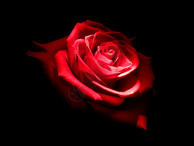 黑暗中的玫瑰图片