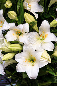 白百合美丽的花朵高清图片