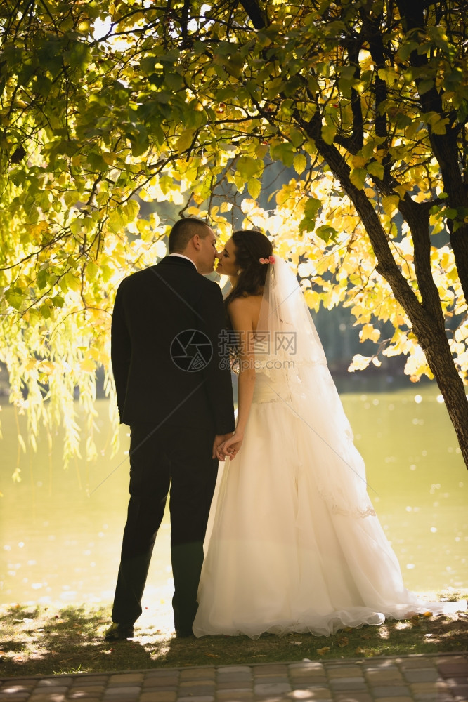 新娘和郎在大树下河接吻的照片图片