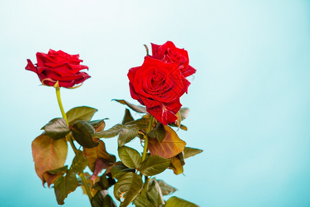 盛开的红玫瑰花美丽束象征着蓝色的爱叶高清图片素材