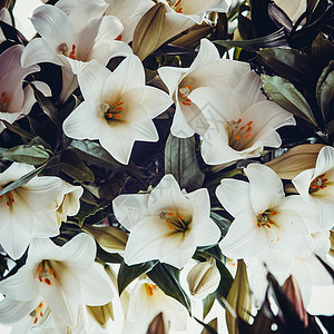 白百合美丽的花朵高清图片