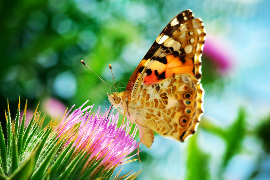 花上的蝴蝶大自然构成图片