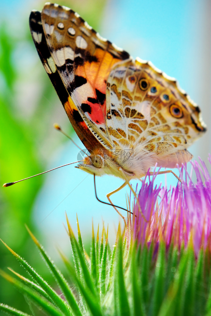 多色飞蛾和花朵季节特制图片