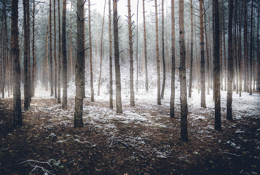 雾覆盖的神秘冬季森林风景图片