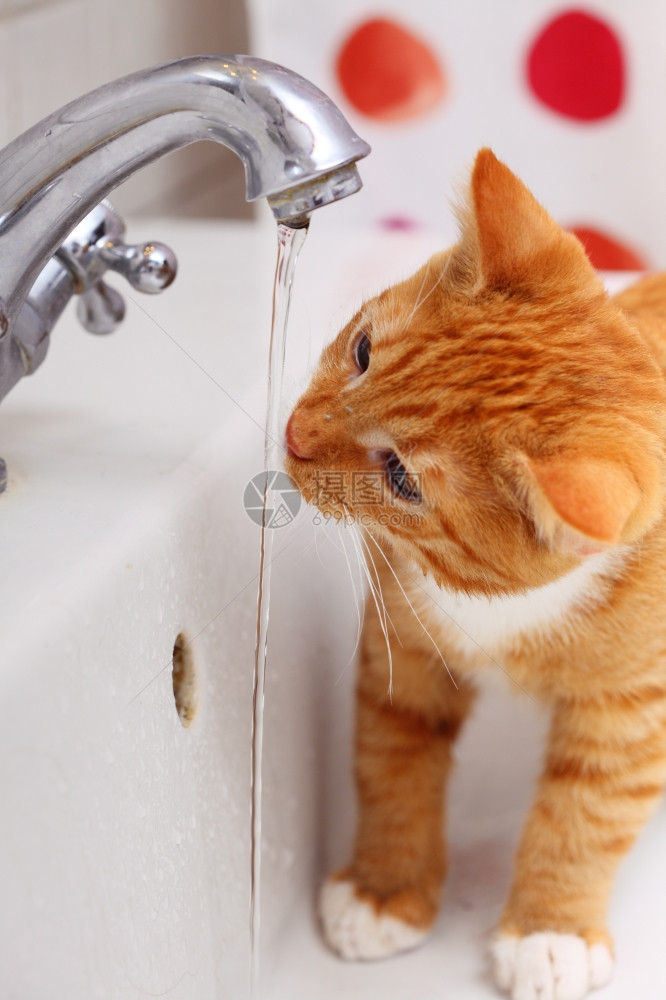 家里的动物洗手间水槽饮用中的红可爱小猫宠图片