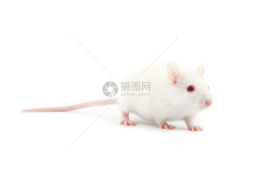 在白背景上孤立的老鼠图片