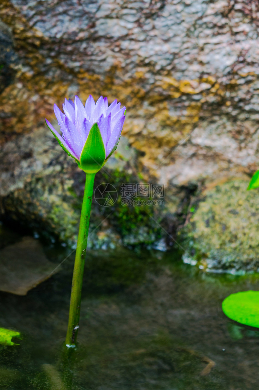 花园上的朵图片