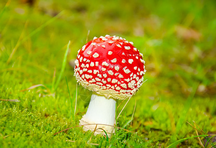 红色飞木耳蘑菇森林里三个红蘑菇背景