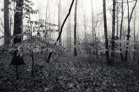 单色图像秋季雾林背景图片
