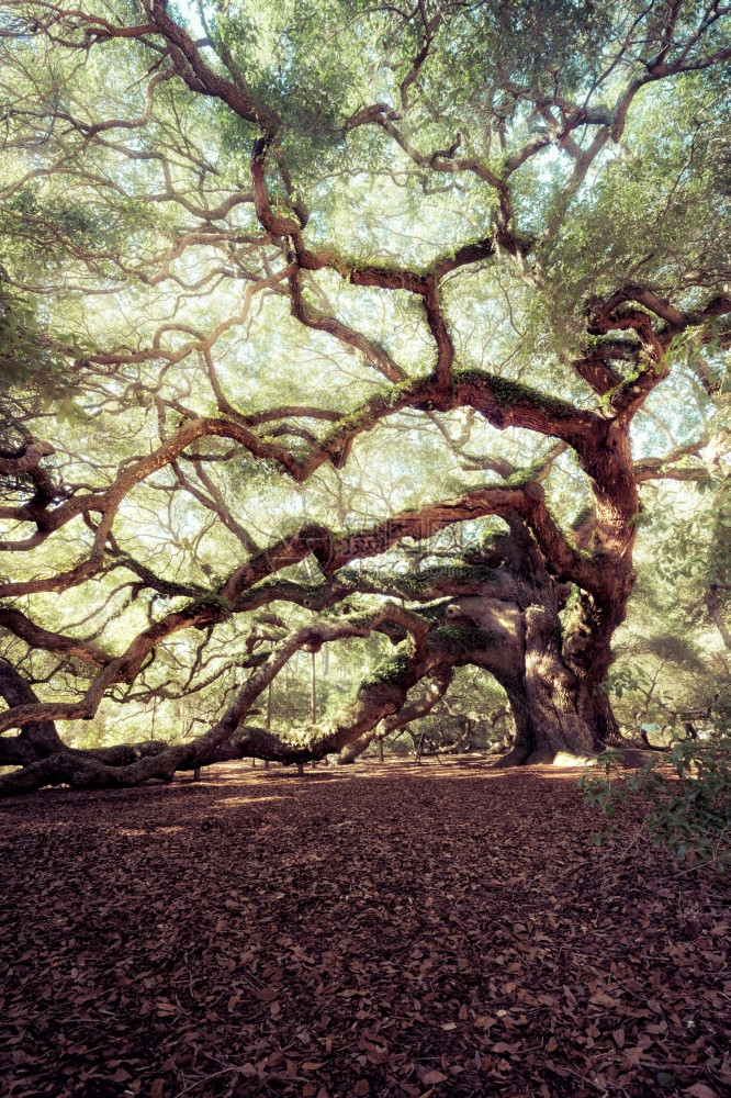 AngelOak树美国南卡罗来纳州查尔斯顿图片