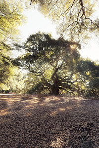 美国南卡罗来纳州查尔斯顿的天使橡树图片