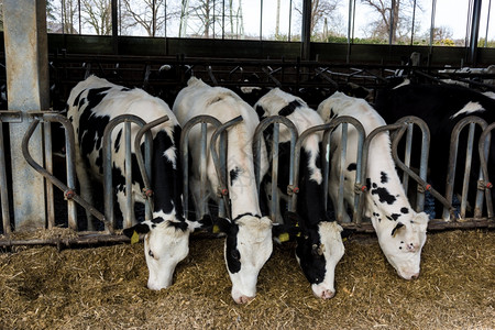 农场里的奶牛头高清图片素材