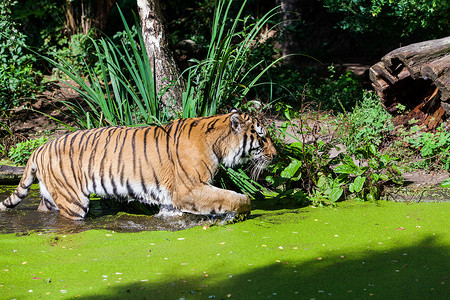 水中的老虎保护格里斯高清图片
